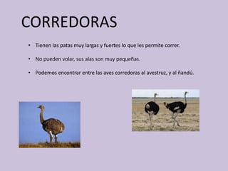 CORREDORAS
• Tienen las patas muy largas y fuertes lo que les permite correr.
• No pueden volar, sus alas son muy pequeñas.
• Podemos encontrar entre las aves corredoras al avestruz, y al ñandú.
 