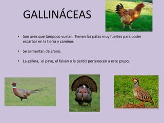 GALLINÁCEAS
• Son aves que tampoco vuelan. Tienen las patas muy fuertes para poder
escarbar en la tierra y caminar.
• Se alimentan de grano.
• La gallina, el pavo, el faisán o la perdiz pertenecen a este grupo.
 