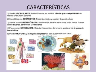 CARACTERÍSTICAS
 