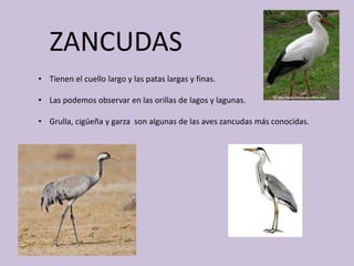 ZANCUDAS
• Tienen el cuello largo y las patas largas y finas.
• Las podemos observar en las orillas de lagos y lagunas.
• Grulla, cigüeña y garza son algunas de las aves zancudas más conocidas.
 
