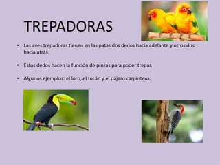TREPADORAS
• Las aves trepadoras tienen en las patas dos dedos hacia adelante y otros dos
hacia atrás.
• Estos dedos hacen la función de pinzas para poder trepar.
• Algunos ejemplos: el loro, el tucán y el pájaro carpintero.
 