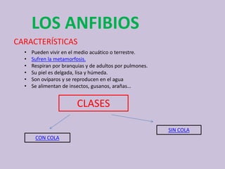 LOS ANFIBIOS
• Pueden vivir en el medio acuático o terrestre.
• Sufren la metamorfosis.
• Respiran por branquias y de adultos por pulmones.
• Su piel es delgada, lisa y húmeda.
• Son ovíparos y se reproducen en el agua
• Se alimentan de insectos, gusanos, arañas…
CARACTERÍSTICAS
CLASES
CON COLA
SIN COLA
 