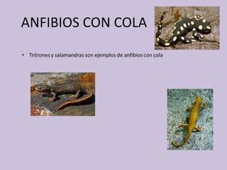 ANFIBIOS CON COLA
 
