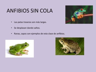 ANFIBIOS SIN COLA
• Las patas traseras son más largas.
• Se desplazan dando saltos.
• Ranas, sapos son ejemplos de esta clase de anfibios.
 