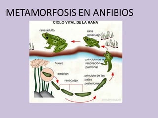 METAMORFOSIS EN ANFIBIOS
 