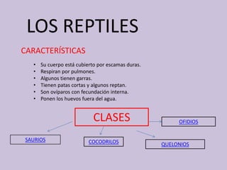 LOS REPTILES
CARACTERÍSTICAS
• Su cuerpo está cubierto por escamas duras.
• Respiran por pulmones.
• Algunos tienen garras.
• Tienen patas cortas y algunos reptan.
• Son ovíparos con fecundación interna.
• Ponen los huevos fuera del agua.
CLASES
SAURIOS COCODRILOS
OFIDIOS
QUELONIOS
 