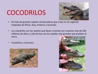 COCODRILOS
• Se trata de grandes reptiles semiacuáticos que viven en las regiones
tropicales de África, Asia, América y Australia.
• Los cocodrilos son los reptiles que llevan viviendo con nosotros más de 240
millones de años y a día de hoy son los reptiles más grandes que pueblan la
tierra.
• Cocodrilos y caimanes.
 