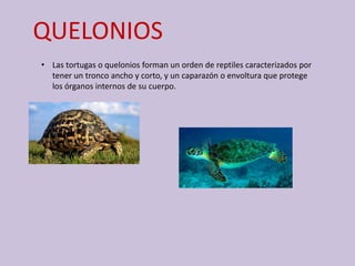 QUELONIOS
• Las tortugas o quelonios forman un orden de reptiles caracterizados por
tener un tronco ancho y corto, y un caparazón o envoltura que protege
los órganos internos de su cuerpo.
 