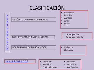 CLASIFICACIÓN
V
E
R
T
E
B
R
A
D
O
S
I N V E R T E B R A D O S
SEGÚN SU COLUMNA VERTEBRAL
POR LA TEMPERATURA DE SU SANGRE
POR SU FORMA DE REPRODUCCIÓN
• Mamíferos
• Reptiles
• Anfibios
• Aves
• Peces
• De sangre fría
• De sangre caliente
• Vivíparos
• Ovíparos
• Moluscos
• Anélidos
• Equinodermos
• Poríferos
• Cnidarios
• Artrópodos
 