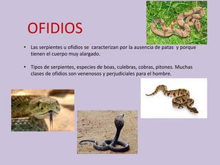 OFIDIOS
• Las serpientes u ofidios se caracterizan por la ausencia de patas ​ y porque
tienen el cuerpo muy alargado.
• Tipos de serpientes, especies de boas, culebras, cobras, pitones. Muchas
clases de ofidios son venenosos y perjudiciales para el hombre.
 