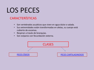 LOS PECES
CARACTERÍSTICAS
• Son vertebrados acuáticos que viven en agua dulce o salada.
• Sus extremidades están transformadas en aletas, su cuerpo está
cubierto de escamas.
• Respiran a través de branquias.
• Son ovíparos con fecundación externa.
CLASES
PECES ÓSEOS PECES CARTILAGINOSOS
 
