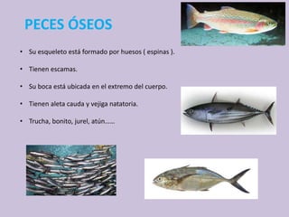PECES ÓSEOS
• Su esqueleto está formado por huesos ( espinas ).
• Tienen escamas.
• Su boca está ubicada en el extremo del cuerpo.
• Tienen aleta cauda y vejiga natatoria.
• Trucha, bonito, jurel, atún……
 