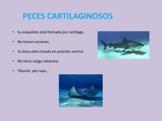 PECES CARTILAGINOSOS
• Su esqueleto está formado por cartílago.
• No tienen escamas.
• Su boca está situada en posición central.
• No tiene vejiga natatoria.
• Tiburón, pez raya…
 