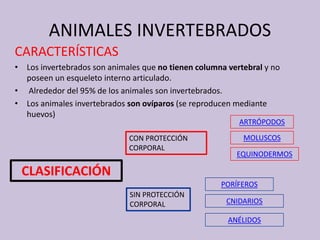 ANIMALES INVERTEBRADOS
CARACTERÍSTICAS
• Los invertebrados son animales que no tienen columna vertebral y no
poseen un esqueleto interno articulado.
• Alrededor del 95% de los animales son invertebrados.
• Los animales invertebrados son ovíparos (se reproducen mediante
huevos)
CLASIFICACIÓN
CON PROTECCIÓN
CORPORAL
SIN PROTECCIÓN
CORPORAL
ARTRÓPODOS
MOLUSCOS
EQUINODERMOS
PORÍFEROS
CNIDARIOS
ANÉLIDOS
 
