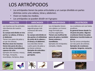 LOS ARTRÓPODOS
• Los artrópodos tienen las patas articuladas y un cuerpo dividido en partes
distintas como una cabeza, tórax y abdomen.
• Viven en todos los medios.
• Los artrópodos se pueden dividir en 4 grupos:
INSECTOS ARÁCNIDOS MIRIÁPODOS CRUSTÁCEOS
Los insectos son los animales
más diversos de nuestro
planeta.
Su cuerpo está divido en tres
partes: La cabeza, el tórax y
el abdomen.
Tienen tres pares de patas y
un par de antenas.
Muchas veces los insectos
tienen dos pares de alas y
son los únicos invertebrados
capaces de volar.
Ejemplos de insectos: mosca,
hormiga, mosquito,
escarabajo, mariposa, abeja.
Los arácnidos son el
segundo grupo más
numeroso del reino
animal.
Su cuerpo está divido en
dos partes: el cefalotórax
(la unión de la cabeza y
el tórax) y el abdomen.
Los arácnidos tienen
cuatro pares de patas y
no tienen antenas.
Ejemplos de arácnidos:
araña, escorpión,
garrapata.
Los miriápodos tienen
una cabeza y un tronco
largo formado por
muchos segmentos.
Tienen una multitud de
pares de patas y también
tienen antenas y
mandíbulas.
Ejemplos de miriápodos:
ciempiés, milpiés.
Los crustáceos son casi todos
acuáticos.
En general tienen desde 5 a
10 pares de patas. Algunos
crustáceos tienen las patas
delanteras transformadas en
pinzas.
Son los únicos artrópodos
con dos pares de antenas.
Ejemplos de crustáceos:
cangrejo, langosta, camarón.
 