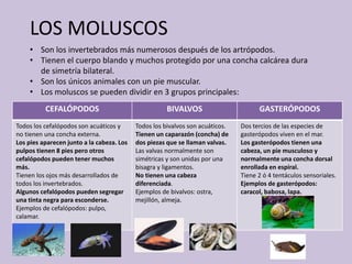 LOS MOLUSCOS
• Son los invertebrados más numerosos después de los artrópodos.
• Tienen el cuerpo blando y muchos protegido por una concha calcárea dura
de simetría bilateral.
• Son los únicos animales con un pie muscular.
• Los moluscos se pueden dividir en 3 grupos principales:
CEFALÓPODOS BIVALVOS GASTERÓPODOS
Todos los cefalópodos son acuáticos y
no tienen una concha externa.
Los pies aparecen junto a la cabeza. Los
pulpos tienen 8 pies pero otros
cefalópodos pueden tener muchos
más.
Tienen los ojos más desarrollados de
todos los invertebrados.
Algunos cefalópodos pueden segregar
una tinta negra para esconderse.
Ejemplos de cefalópodos: pulpo,
calamar.
Todos los bivalvos son acuáticos.
Tienen un caparazón (concha) de
dos piezas que se llaman valvas.
Las valvas normalmente son
simétricas y son unidas por una
bisagra y ligamentos.
No tienen una cabeza
diferenciada.
Ejemplos de bivalvos: ostra,
mejillón, almeja.
Dos tercios de las especies de
gasterópodos viven en el mar.
Los gasterópodos tienen una
cabeza, un pie musculoso y
normalmente una concha dorsal
enrollada en espiral.
Tiene 2 ó 4 tentáculos sensoriales.
Ejemplos de gasterópodos:
caracol, babosa, lapa.
 