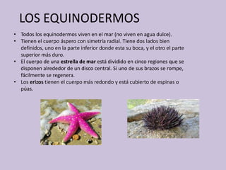 LOS EQUINODERMOS
• Todos los equinodermos viven en el mar (no viven en agua dulce).
• Tienen el cuerpo áspero con simetría radial. Tiene dos lados bien
definidos, uno en la parte inferior donde esta su boca, y el otro el parte
superior más duro.
• El cuerpo de una estrella de mar está dividido en cinco regiones que se
disponen alrededor de un disco central. Si uno de sus brazos se rompe,
fácilmente se regenera.
• Los erizos tienen el cuerpo más redondo y está cubierto de espinas o
púas.
 