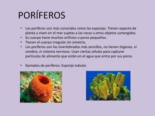 PORÍFEROS
• Los poríferos son más conocidos como las esponjas. Tienen aspecto de
planta y viven en el mar sujetas a las rocas u otros objetos sumergidos.
• Su cuerpo tiene muchos orificios o poros pequeños.
• Tienen el cuerpo irregular sin simetría.
• Los poríferos son los invertebrados más sencillos, no tienen órganos, ni
cerebro, ni sistema nervioso. Usan ciertas células para capturar
partículas de alimento que están en el agua que entra por sus poros.
• Ejemplos de poríferos: Esponja tubular.
 