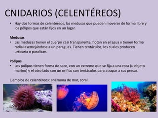 CNIDARIOS (CELENTÉREOS)
• Hay dos formas de celentéreos, las medusas que pueden moverse de forma libre y
los pólipos que están fijos en un lugar.
Medusas
• Las medusas tienen el cuerpo casi transparente, flotan en el agua y tienen forma
radial asemejándose a un paraguas. Tienen tentáculos, los cuales producen
urticaria o paralizan.
Pólipos
• Los pólipos tienen forma de saco, con un extremo que se fija a una roca (u objeto
marino) y el otro lado con un orifico con tentáculos para atrapar a sus presas.
Ejemplos de celentéreos: anémona de mar, coral.
 