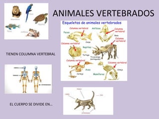 ANIMALES VERTEBRADOS
TIENEN COLUMNA VERTEBRAL
EL CUERPO SE DIVIDE EN…
 