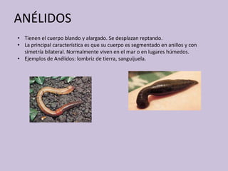 ANÉLIDOS
• Tienen el cuerpo blando y alargado. Se desplazan reptando.
• La principal característica es que su cuerpo es segmentado en anillos y con
simetría bilateral. Normalmente viven en el mar o en lugares húmedos.
• Ejemplos de Anélidos: lombriz de tierra, sanguijuela.
 