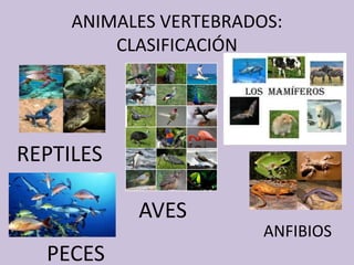 ANIMALES VERTEBRADOS:
CLASIFICACIÓN
ANFIBIOS
REPTILES
AVES
PECES
 
