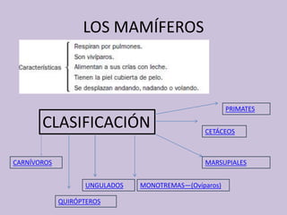 LOS MAMÍFEROS
CLASIFICACIÓN
PRIMATES
CETÁCEOS
MARSUPIALES
MONOTREMAS—(Ovíparos)UNGULADOS
QUIRÓPTEROS
CARNÍVOROS
 