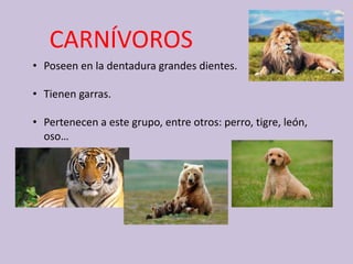 CARNÍVOROS
• Poseen en la dentadura grandes dientes.
• Tienen garras.
• Pertenecen a este grupo, entre otros: perro, tigre, león,
oso…
 