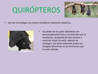 QUIRÓPTEROS
• Son los murciélagos, los únicos mamíferos realmente voladores.
• Los dedos de las patas delanteras son
extremadamente finos y se extienden por la
membrana, ayudando de esta manera a
controlar mejor el vuelo, además de
conseguir que dicha extensión pueda ser
recogida fácilmente en los momentos que
no esté volando.
 