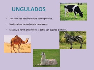 UNGULADOS
• Son animales herbívoros que tienen pezuñas.
• Su dentadura está adaptada para pastar.
• La vaca, la llama, el camello y la cebra son algunos ejemplos.
 