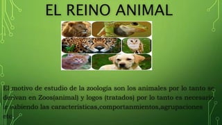 EL REINO ANIMAL
El motivo de estudio de la zoología son los animales por lo tanto se
derivan en Zoos(animal) y logos (tratados) por lo tanto es necesario
ir sabiendo las características,comportanmientos,agrupaciones
etc.
 