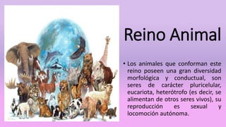 Reino Animal
• Los animales que conforman este
reino poseen una gran diversidad
morfológica y conductual, son
seres de carácter pluricelular,
eucariota, heterótrofo (es decir, se
alimentan de otros seres vivos), su
reproducción es sexual y
locomoción autónoma.
 