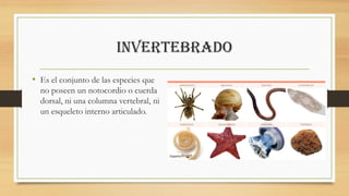 Invertebrado
• Es el conjunto de las especies que
no poseen un notocordio o cuerda
dorsal, ni una columna vertebral, ni
un...