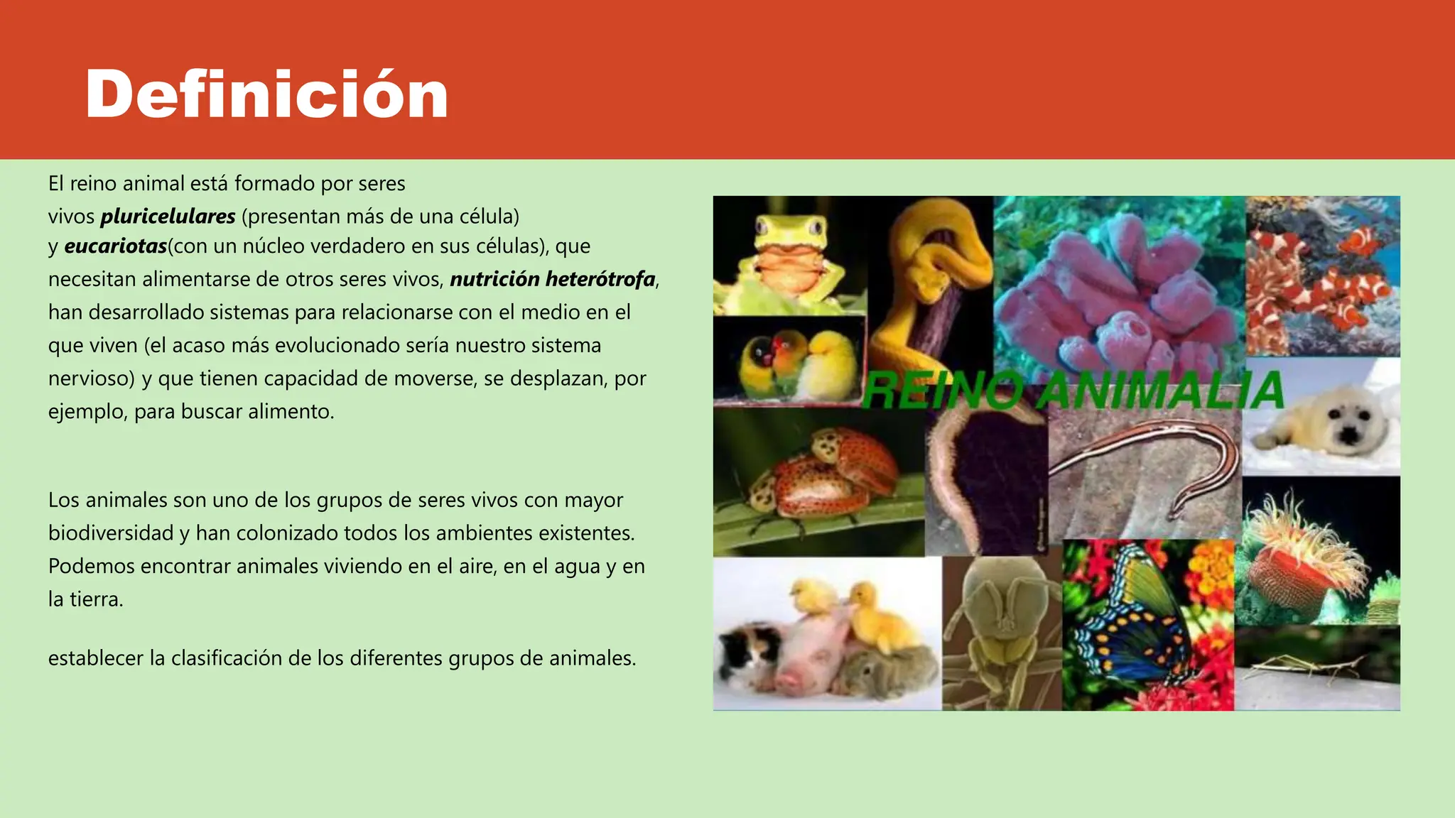 REINO ANIMAL- CARACTERÍSTICAS- CLASIFICACIÓN | PPTX