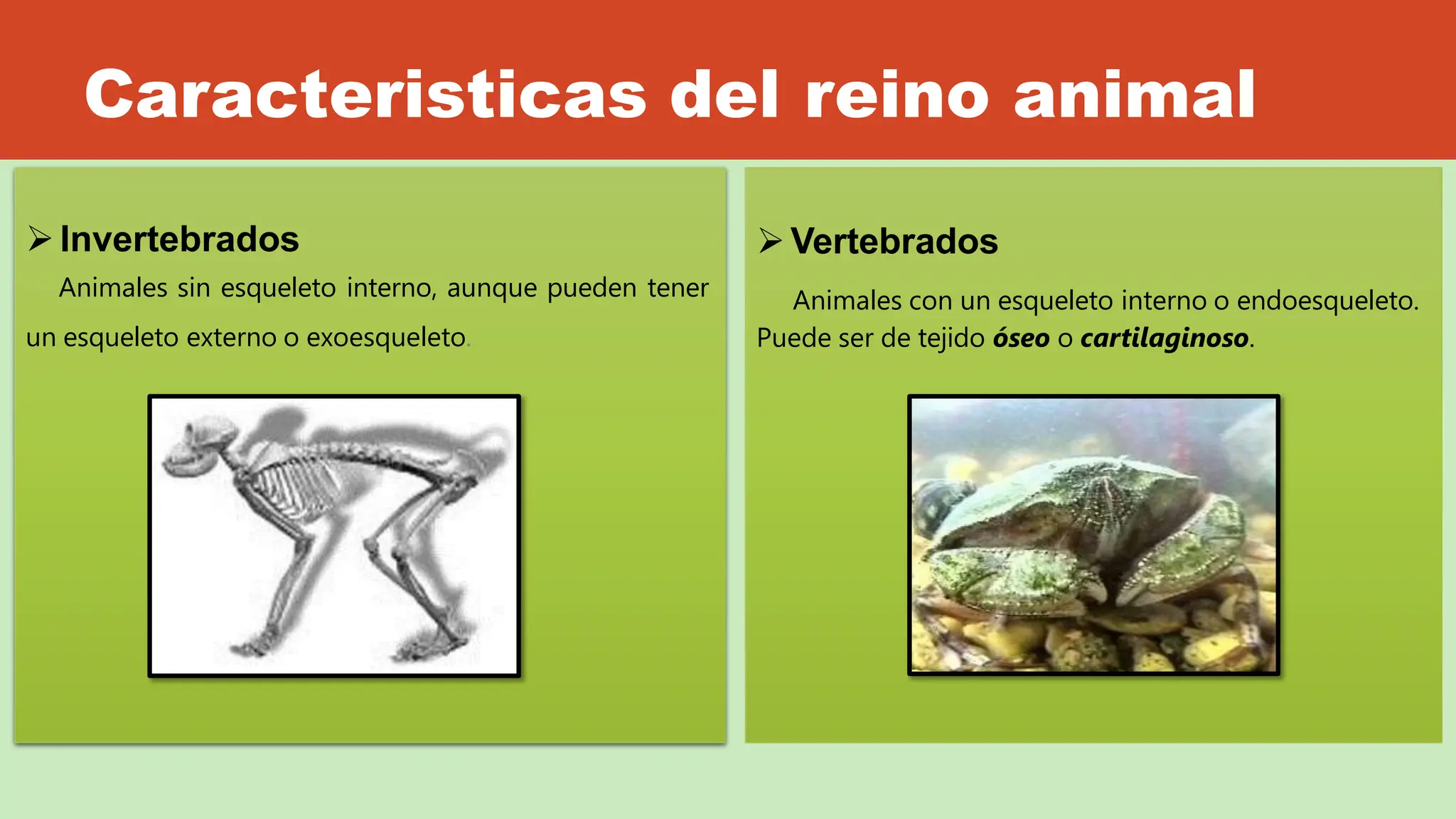 REINO ANIMAL- CARACTERÍSTICAS- CLASIFICACIÓN | PPTX