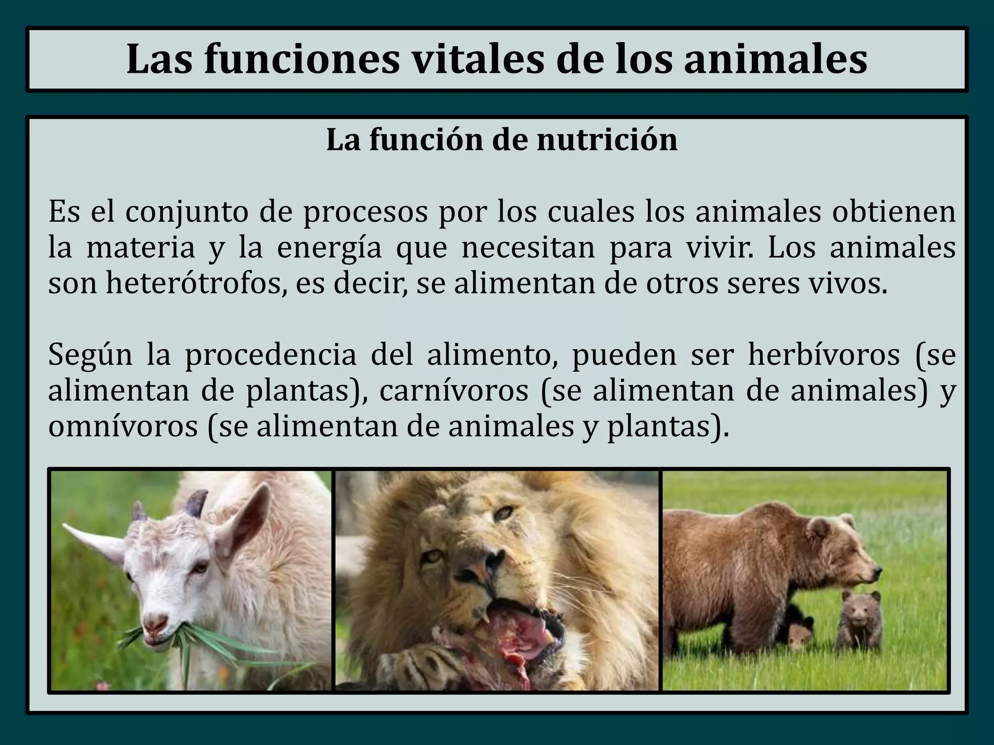 Reino animal - Introducción y funciones vitales | PPTX