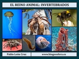 Pablo León Cruz www.biogeosfera.es
EL REINO ANIMAL: INVERTEBRADOS
 