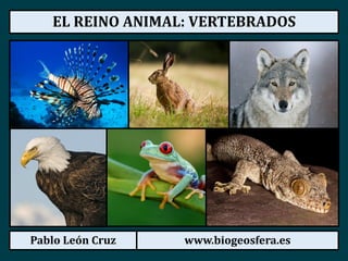 Pablo León Cruz www.biogeosfera.es
EL REINO ANIMAL: VERTEBRADOS
 