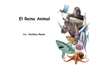 Reino animal (Prof. Verónica Rosso)