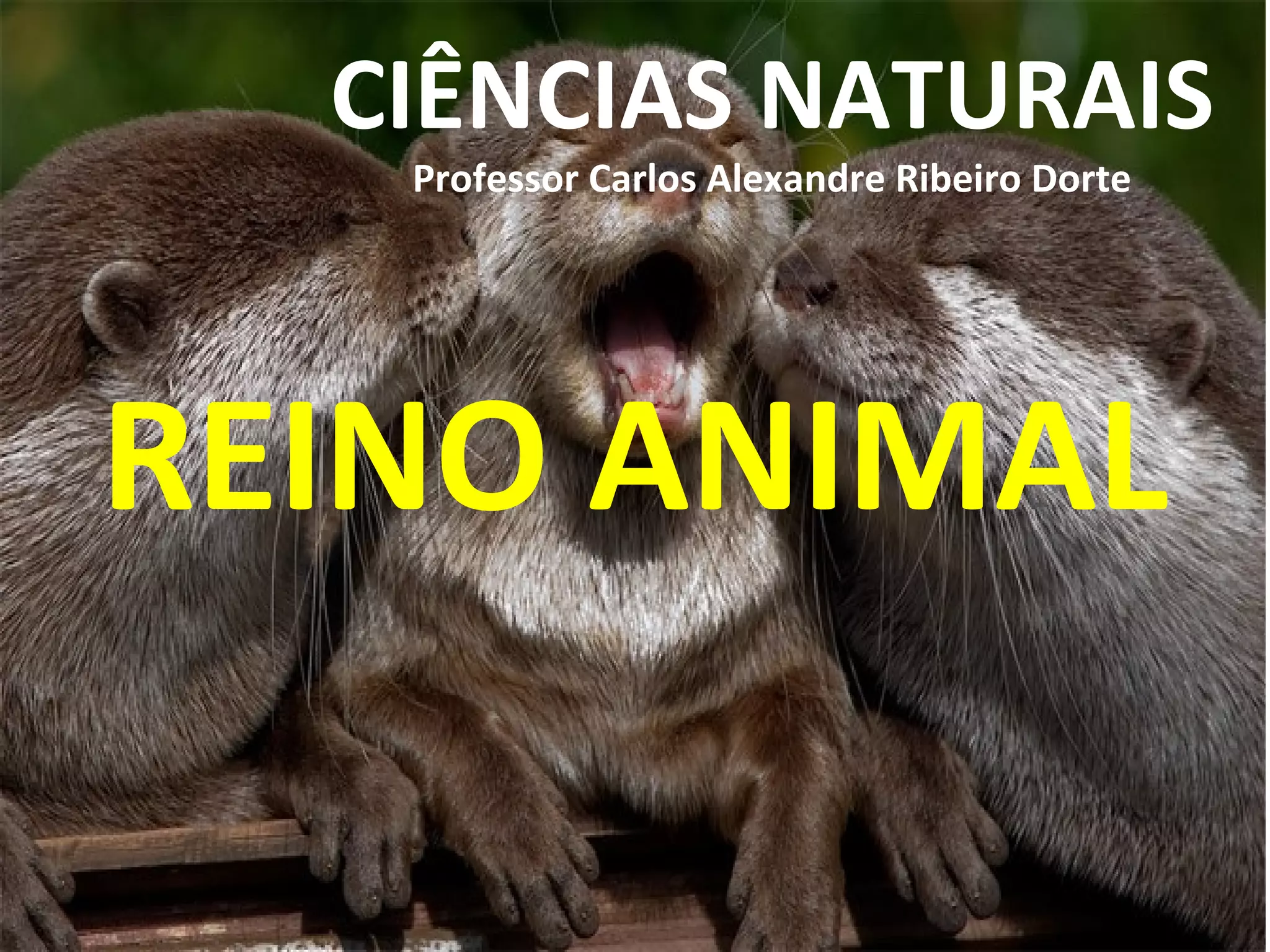 CIÊNCIAS NATURAIS
Professor Carlos Alexandre Ribeiro Dorte
REINO ANIMAL