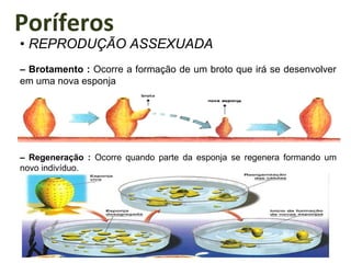 Poríferos
• REPRODUÇÃO ASSEXUADA
– Brotamento : Ocorre a formação de um broto que irá se desenvolver
em uma nova esponja
– Regeneração : Ocorre quando parte da esponja se regenera formando um
novo indivíduo.