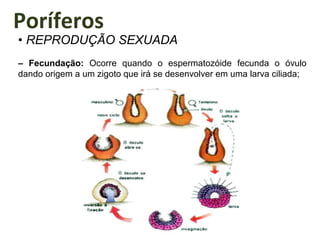 Poríferos
• REPRODUÇÃO SEXUADA
– Fecundação: Ocorre quando o espermatozóide fecunda o óvulo
dando origem a um zigoto que irá se desenvolver em uma larva ciliada;