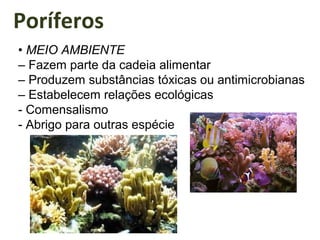 Poríferos
• MEIO AMBIENTE
– Fazem parte da cadeia alimentar
– Produzem substâncias tóxicas ou antimicrobianas
– Estabelecem relações ecológicas
- Comensalismo
- Abrigo para outras espécie