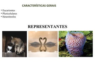 CARACTERÍSTICAS GERAIS
• Eucariontes
• Pluricelulares
• Heterótrofos
REPRESENTANTES