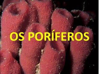 OS PORÍFEROS