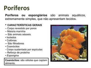 Poríferos
Poríferos ou espongiários são animais aquáticos,
extremamente simples, que não apresentam tecidos.
• CARACTERÍSTICAS GERAIS
– Corpo revestido por poros
– Maioria marinha
─ São animais sésseis
• Isolados
• Colônias
─ São filtradores
• Coanócitos
- Corpo sustentado por espículas
– Reforço de proteína
• Espongina
Coanócitos: são células que captam
alimento.