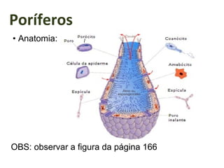 Poríferos
• Anatomia:
OBS: observar a figura da página 166