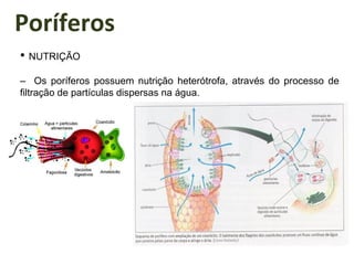 Poríferos
• NUTRIÇÃO
– Os poríferos possuem nutrição heterótrofa, através do processo de
filtração de partículas dispersas na água.