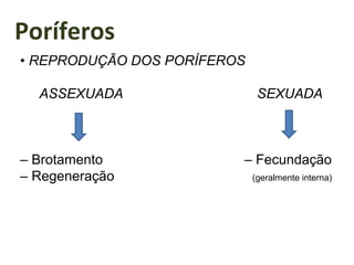 Poríferos
• REPRODUÇÃO DOS PORÍFEROS
ASSEXUADA SEXUADA
– Brotamento – Fecundação
– Regeneração (geralmente interna)
