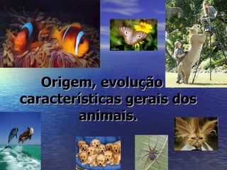 Origem, evolução e
características gerais dos
        animais.
 